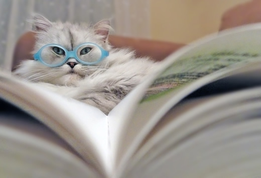5581121_bookanimal010920122 (520x355, 43Kb)