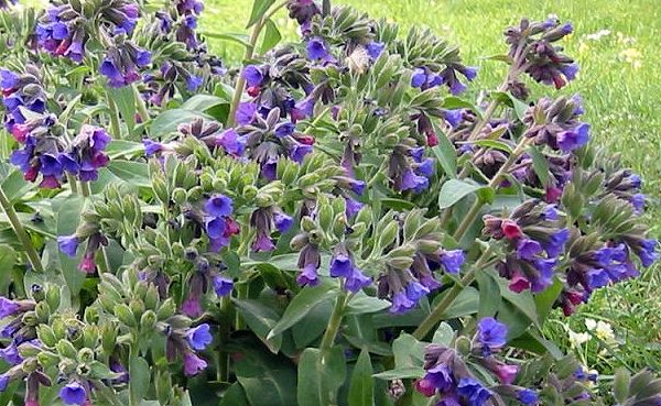 pulmonaria-officinalis (600x369, 82Kb)