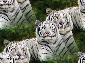 White-Bengal-Tigers-2728 (280x210, 86Kb)