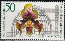 Paphiopedilum Aureum (223x139, 22Kb)