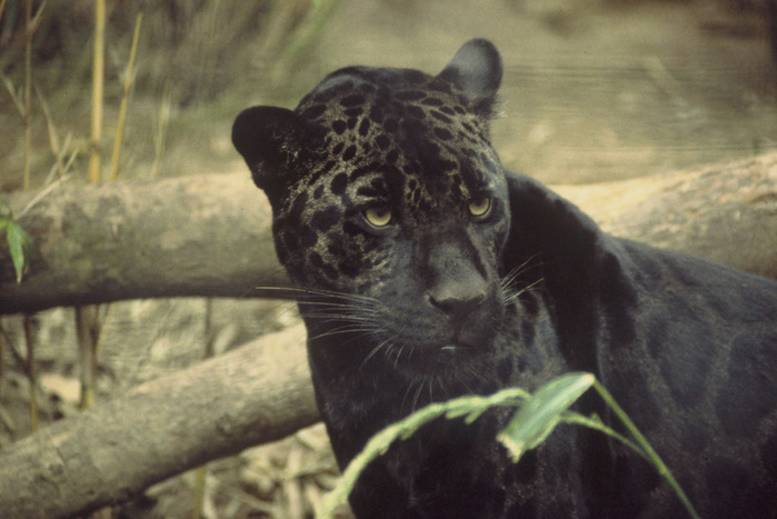 panter (700x467, 101Kb)