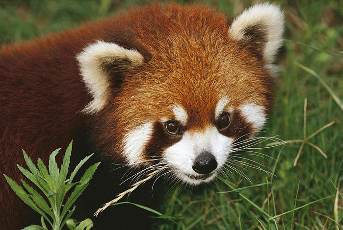 lesser-panda-portrait-china-mark-moffett (700x470, 82Kb)