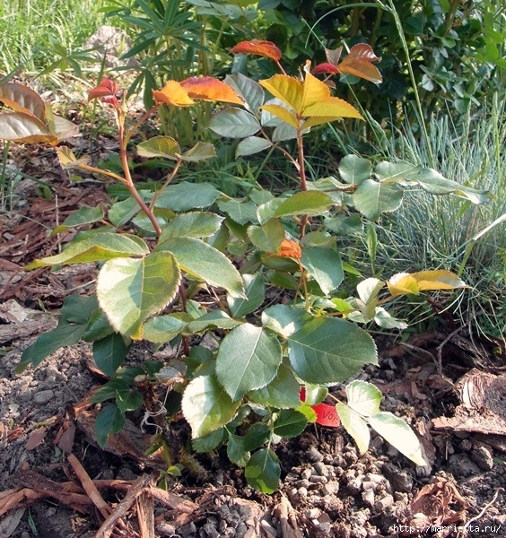 Выращивание из черенков кустов роз (2) (564x600, 397Kb)