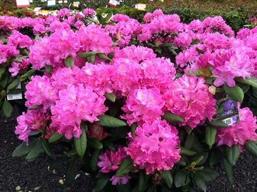 Rhododendron-Roseum-Elegans (500x374, 136Kb)