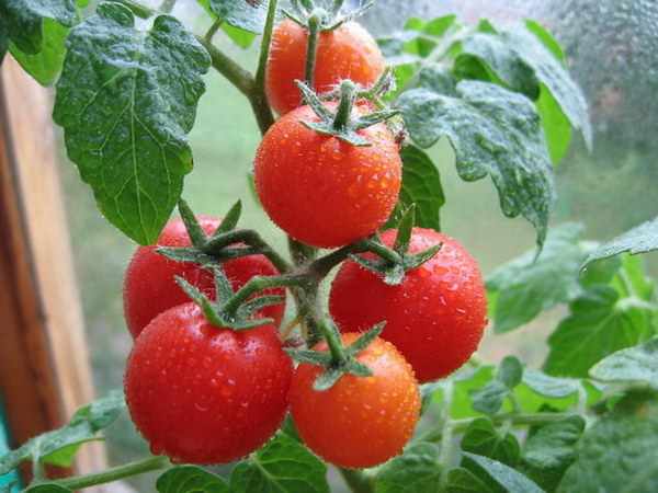  /4512595_kak_polivat_pomidory (600x450, 29Kb)