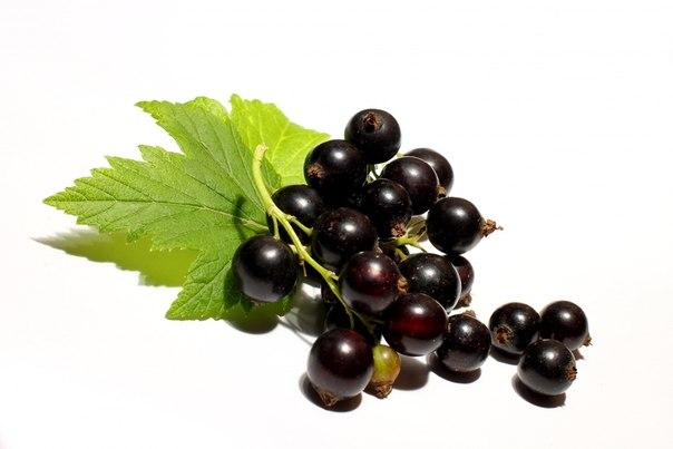 5745884_smorodina (604x403, 25Kb)