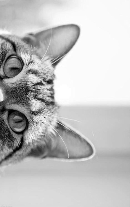 2016341_large_20 (439x700, 47Kb)