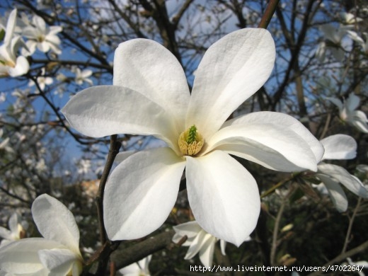 Willow-leafed-magnolia-520x390 (520x390, 122Kb)