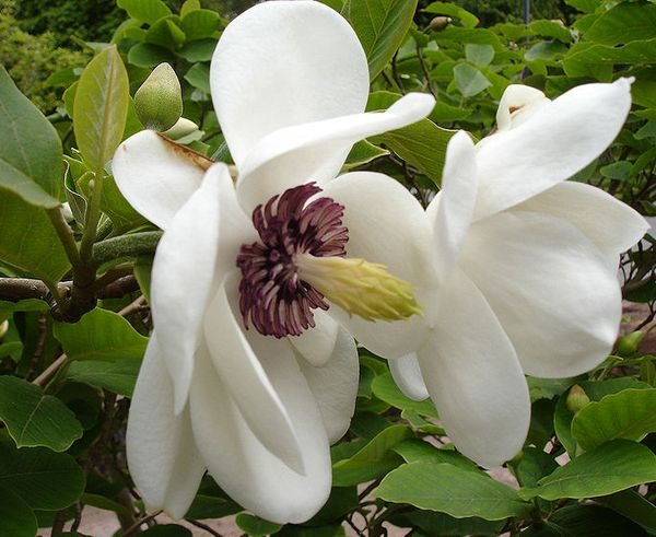 jap_Magnolia_sieboldii1a_UME (600x491, 258Kb)