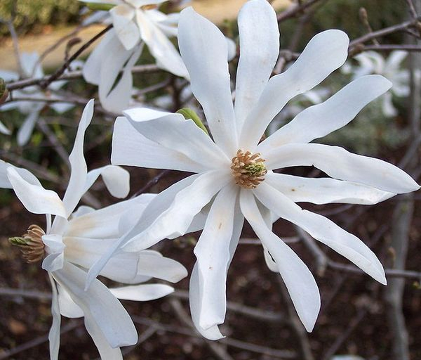 jap_Magnolia_stellata_RJB (600x512, 240Kb)