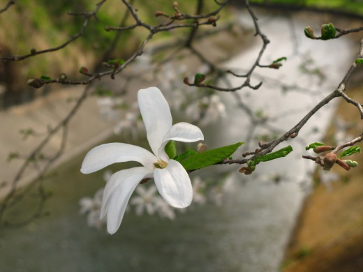 Kobushi-Magnolia-520x390 (520x390, 136Kb)