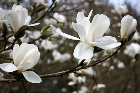 Magnolia-kobus (450x300, 90Kb)