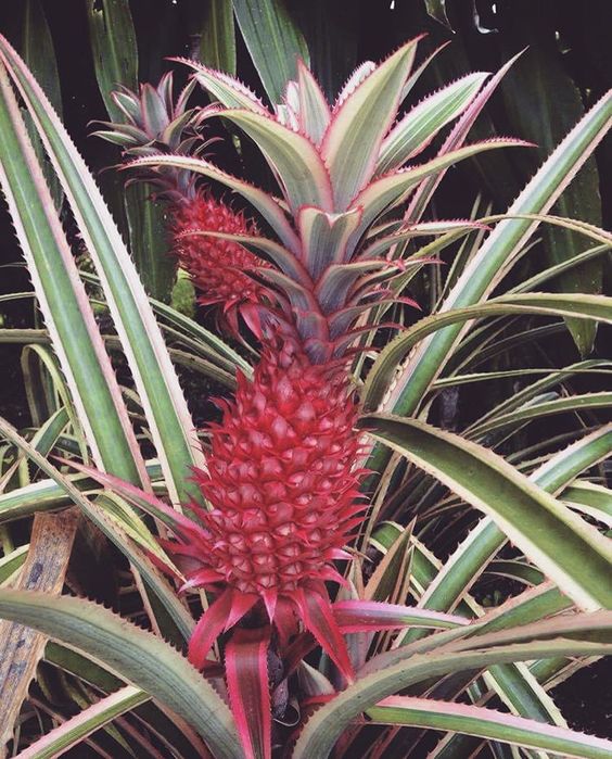 ananas_6 (564x700, 104Kb)
