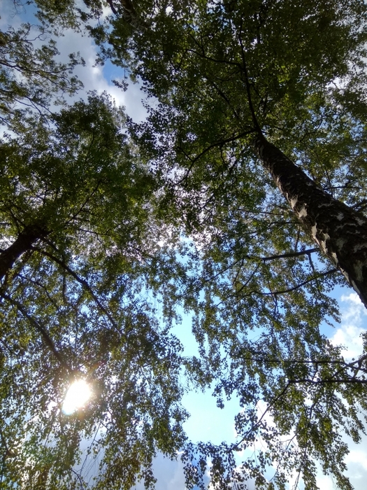 4052195_IMG_20170530_161037_HDR (525x700, 397Kb)