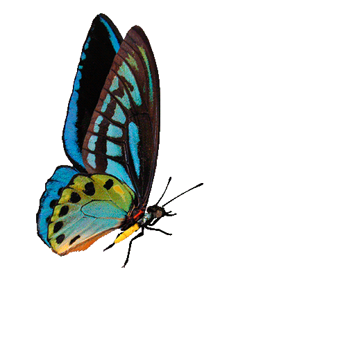 0_1c1d52_1e6a92a2_orig (500x486, 672Kb)