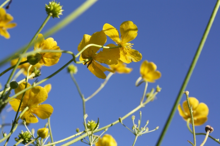4954089_IMG_1668 (700x466, 197Kb)