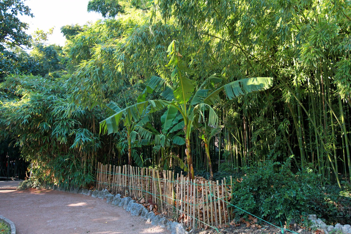 Никитский ботанический сад8 (700x466, 575Kb)