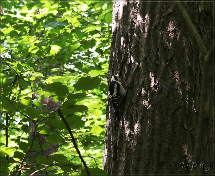 4954089_IMG_9861_hf (700x573, 360Kb)