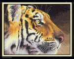  Dimensions 35171 - Regal Tiger (700x566, 577Kb)