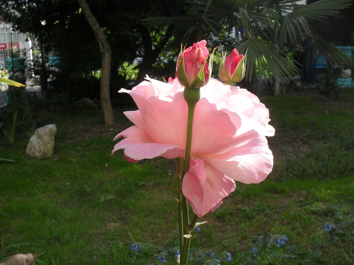 SDC18057 (700x525, 278Kb)