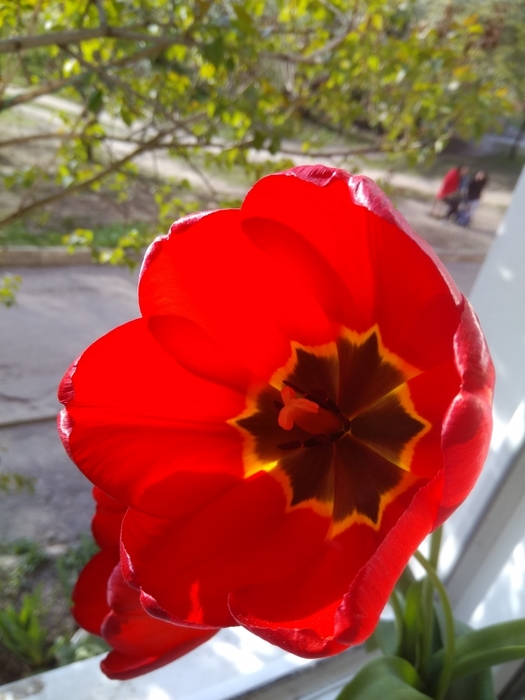 4052195_IMG_20170422_175150 (525x700, 211Kb)