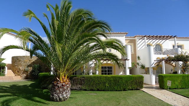 4592859_1496682716_palmtree2259339_640 (640x360, 99Kb)
