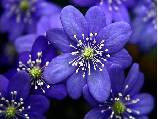 234567_flowers_pic (503x379, 31Kb)