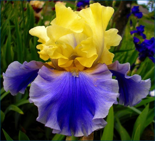 5230261_iris19 (500x454, 59Kb)