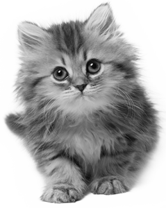 kitten_cat_2 (239x300, 91Kb)
