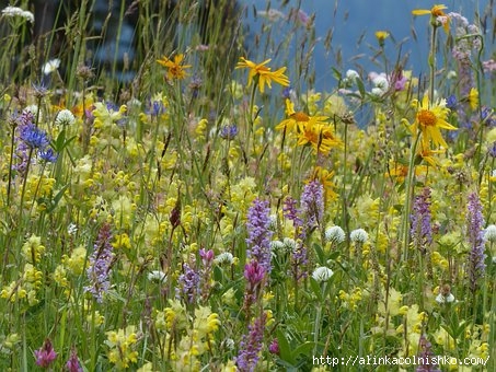 flower-meadow-1977395__340 (453x340, 166Kb)