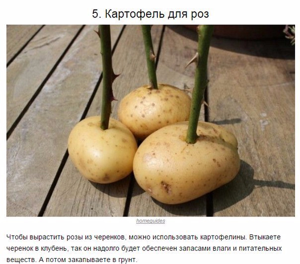 5 (604x532, 255Kb)