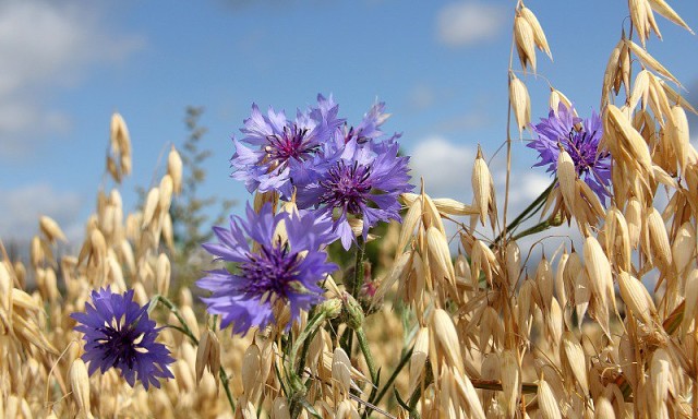 image (640x384, 82Kb)