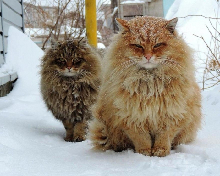Кошландия, огромне сибирские коты2 (700x559, 370Kb)