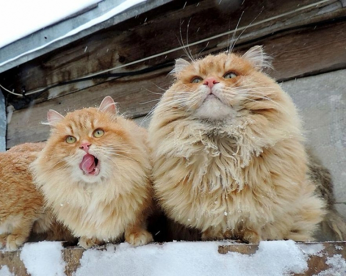 Кошландия, огромне сибирские коты16 (700x559, 399Kb)