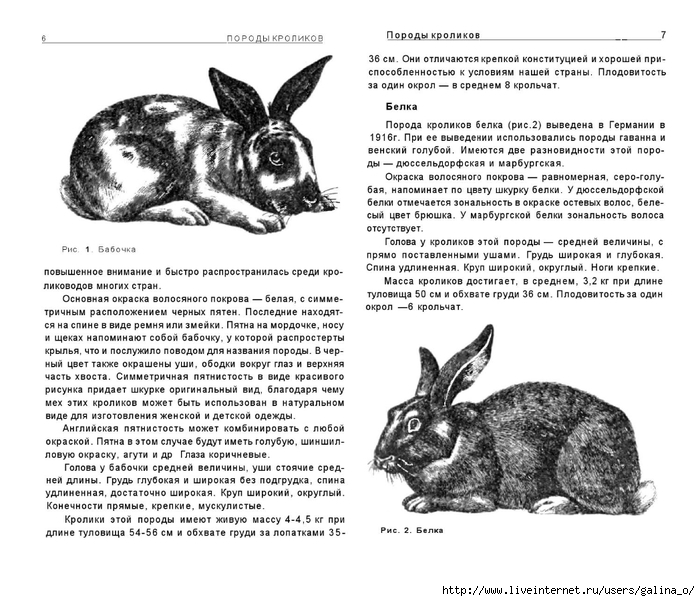 Порода кроликов бабочка характеристика фото и описание