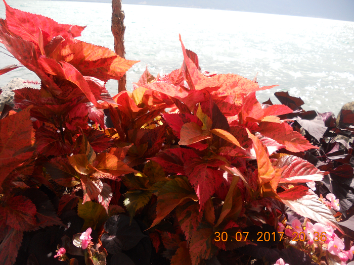 DSCN7104 (700x525, 544Kb)