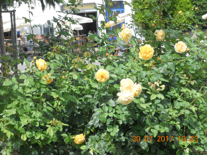 DSCN7074 (700x525, 622Kb)