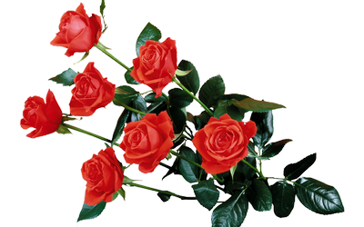 5011241_6cvety_dlja_fotoshopa400 (400x250, 140Kb)