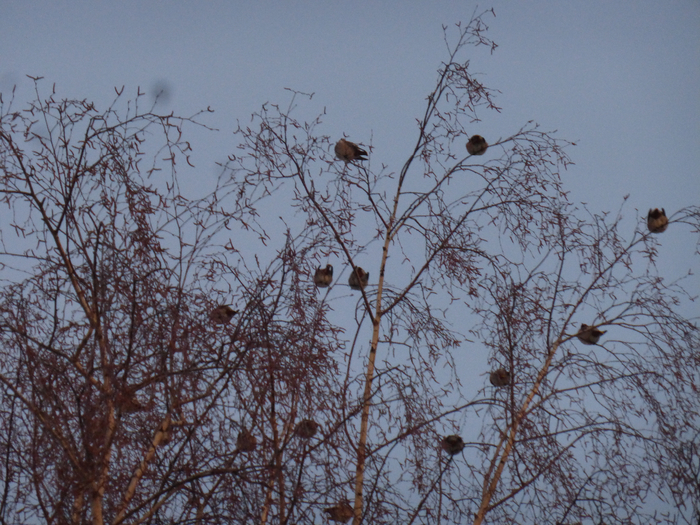 P1360793 (700x525, 531Kb)