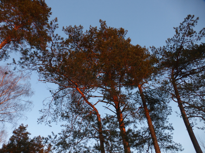 P1360801 (700x525, 611Kb)