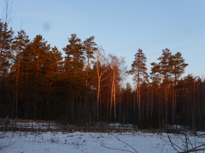 P1360810 (700x525, 434Kb)