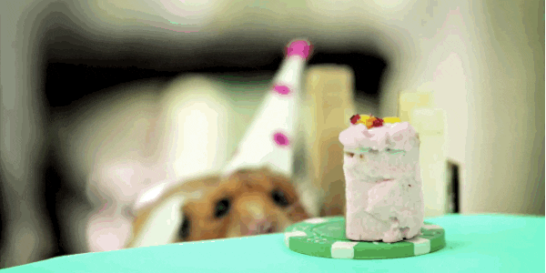 6026433_ezgif298943ae677_1514478489 (600x300, 1512Kb)