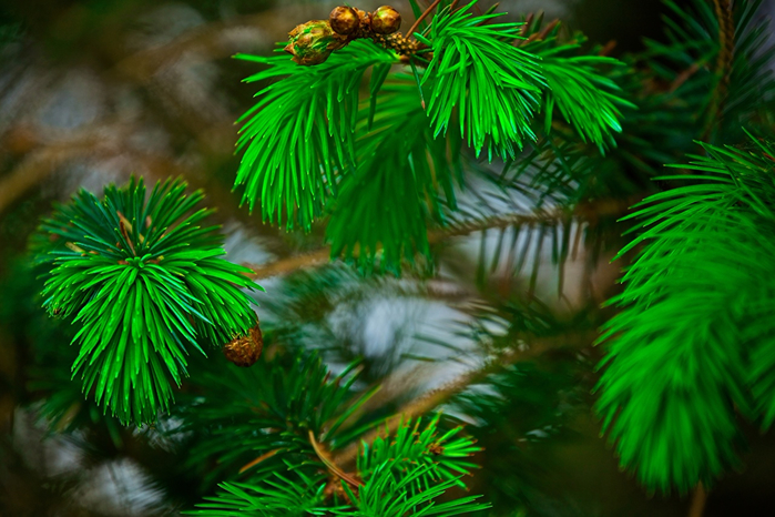 PineBranches_Green_440730 (700x466, 420Kb)