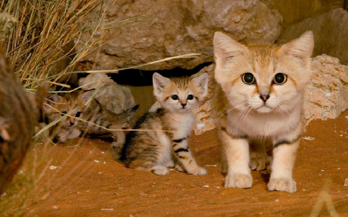 sandcats-1 (700x437, 98Kb)