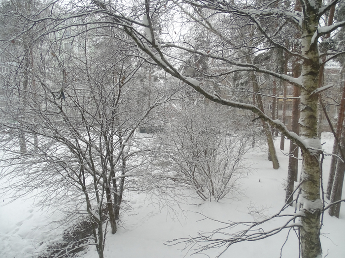 DSC02853 (700x525, 459Kb)