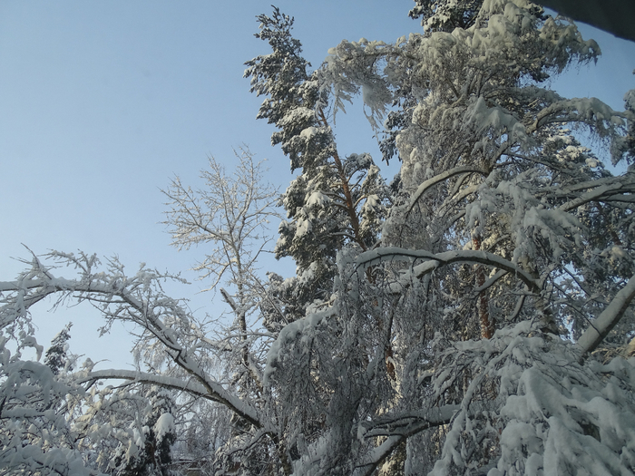 DSC02883 (700x525, 454Kb)