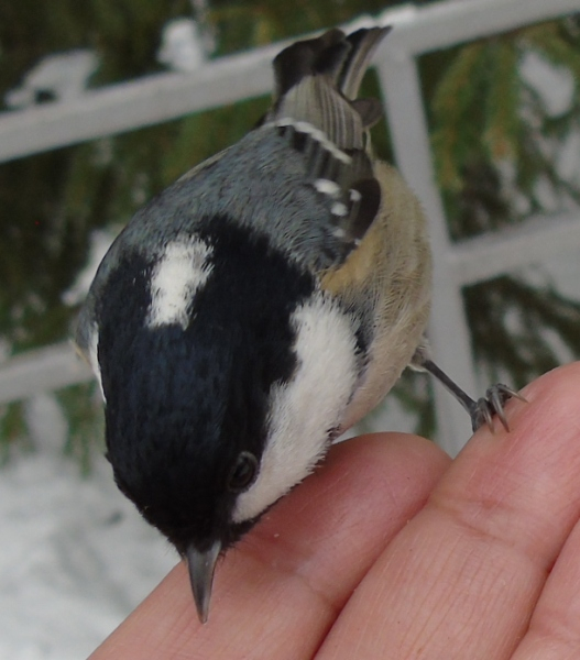 DSC01992 (527x600, 233Kb)