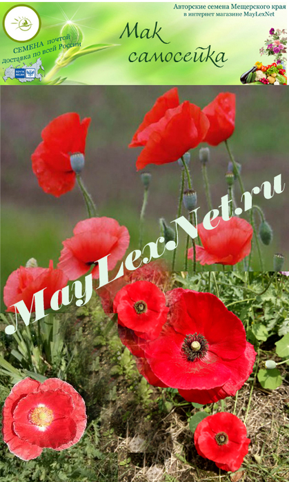 3297752_Papaver_rhoeas (419x700, 333Kb)