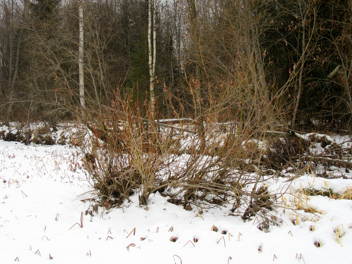 IMG_9855 (700x525, 595Kb)