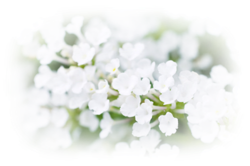 0_81264_885a7ae3_L (500x331, 275Kb)